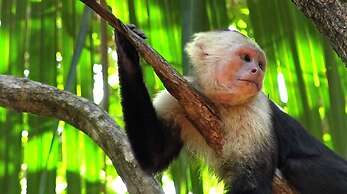 Chosa Manglar Nature Retreat