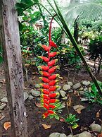 Chosa Manglar Nature Retreat