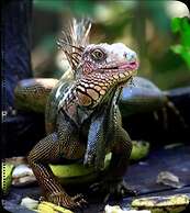 Chosa Manglar Nature Retreat