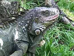 Chosa Manglar Nature Retreat