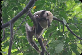Chosa Manglar Nature Retreat