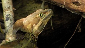 Chosa Manglar Nature Retreat