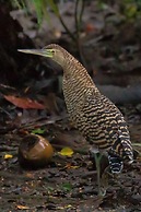 Chosa Manglar Nature Retreat