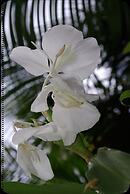 Chosa Manglar Nature Retreat