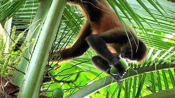 Chosa Manglar Nature Retreat