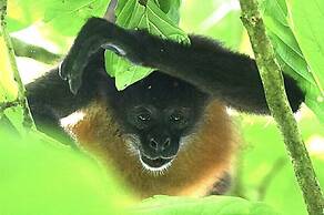 Chosa Manglar Nature Retreat