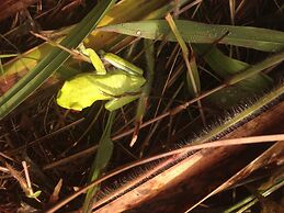 Chosa Manglar Nature Retreat
