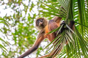 Chosa Manglar Nature Retreat