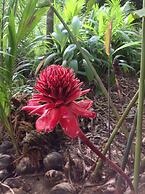 Chosa Manglar Nature Retreat