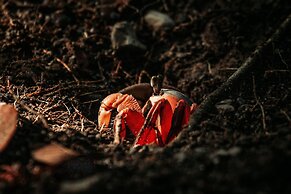 Chosa Manglar Nature Retreat