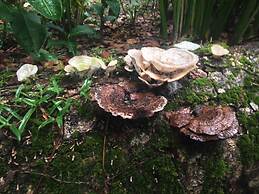 Chosa Manglar Nature Retreat