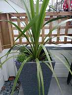 The Georgian Hollies