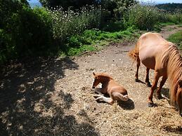 Cozy Farmhouse in Paciano With Private Pool