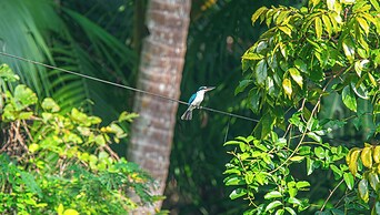 Water To Forest Ecolodge