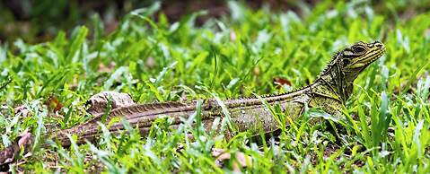 Water To Forest Ecolodge