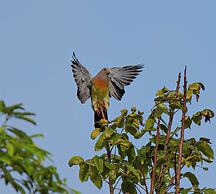 Water To Forest Ecolodge