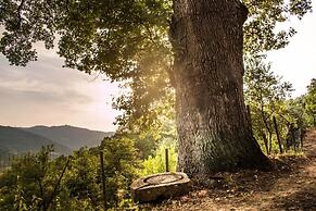 Casale I Cirillo: Primula & Iberide Florida