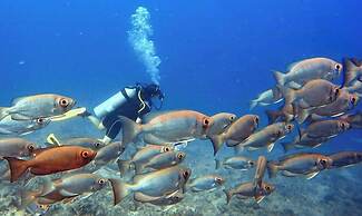 Ratu Kini's Dive & Stay