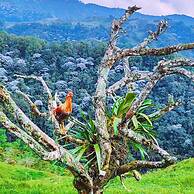 Glamping Rustiko Salento