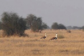Sonal Desert Camp Jaisalmer