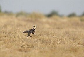 Sonal Desert Camp Jaisalmer