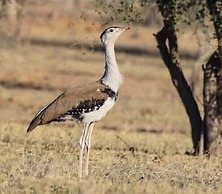 Sonal Desert Camp Jaisalmer