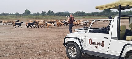 Rawla Anand Rohet by Mastiff Jodhpur