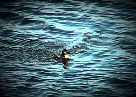 Characteristic Apartment in Codigoro With Pool