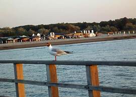 Characteristic Apartment in Codigoro With Pool