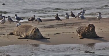 Design Apartment in Zeeland With its own Wellness