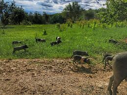 Apartment in a Farmhouse With Swimming Pool