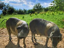 Apartment in a Farmhouse With Swimming Pool