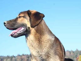 Inviting Apartment in Freyung With Sauna & Indoor Pool