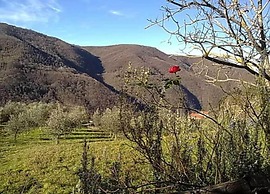 Lovely Estate not far From Florence With Olives Trees