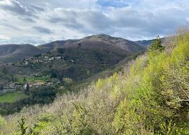 Lovely Estate not far From Florence With Olives Trees