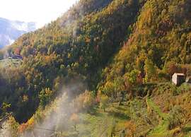 Lovely Estate not far From Florence With Olives Trees