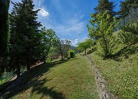 Lovely Estate not far From Florence With Olives Trees