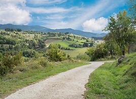 Lovely Estate not far From Florence With Olives Trees