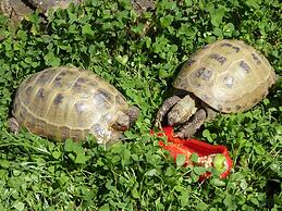 Gemuetliche Ferienunterkuenfte mit Garten in Zweedorf