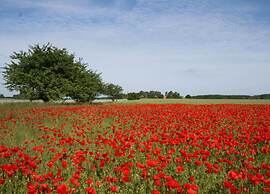 Idyllic Holiday Home in Damshagen With Terrace