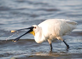 Studio Hazenborgh in Callantsoog Near the sea