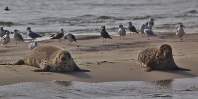 Luxury 8-person Wellness Villa With Sauna and Outdoor hot tub is Uniqu