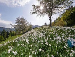 Majestic Apartment in Meribel-mottaret Close to Skiing