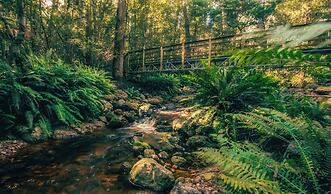 Wilder Tasmania
