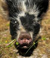 Vindvadet Ferielejligheder