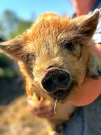 Vindvadet Ferielejligheder