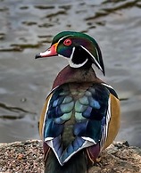 HOSTAL OLAS CLUB DE NEGUANJE - P TAYRONA