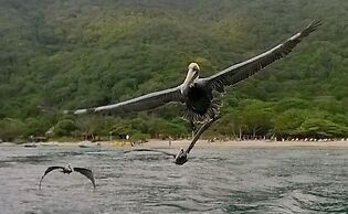 HOSTAL OLAS CLUB DE NEGUANJE - P TAYRONA