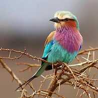 HOSTAL OLAS CLUB DE NEGUANJE - P TAYRONA