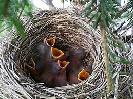 11 Person Holiday Home in Syvde